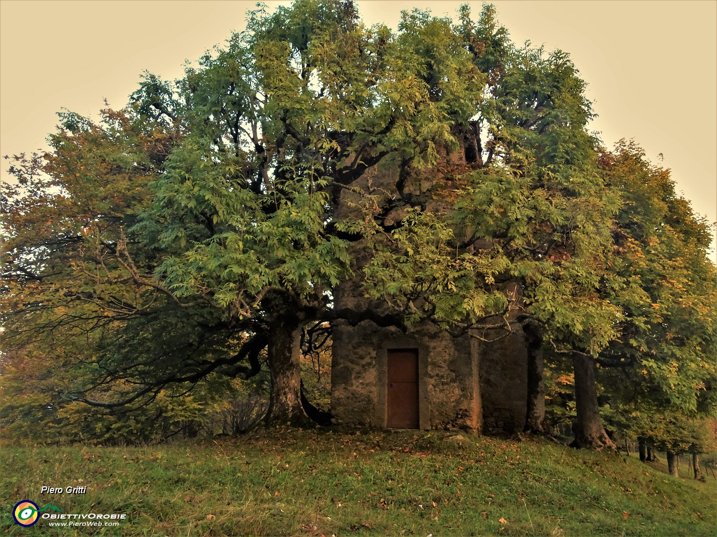 07 Architettura di piante attorno al Roccolo 'Spadi' .JPG